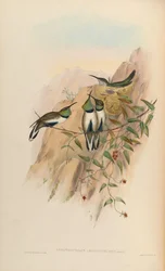 Oreotrochilus leucopleurus